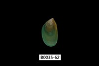 藏品(綠殼菜蛤)的圖片